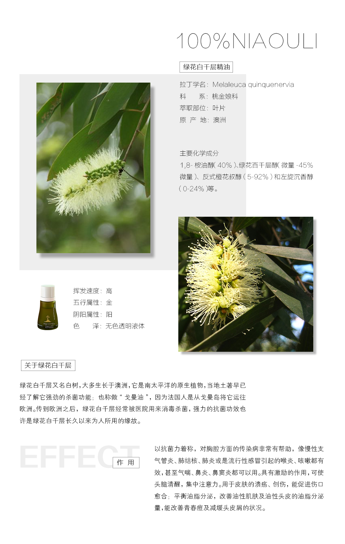 绿花白千层精油
